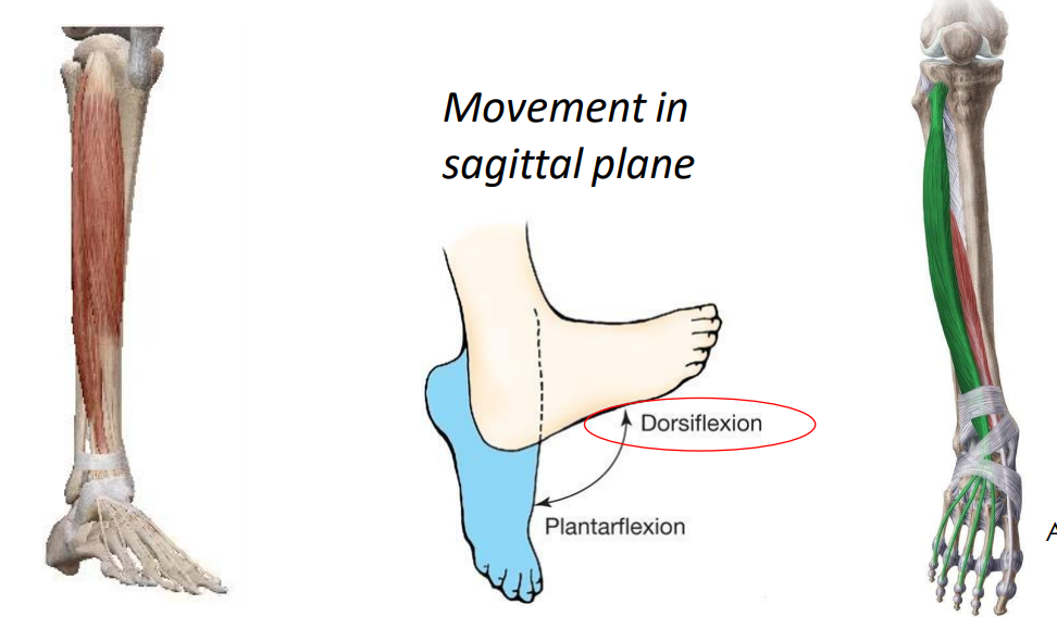 <p>Extensor digitorium longus m. (dorsiflexion)</p>
