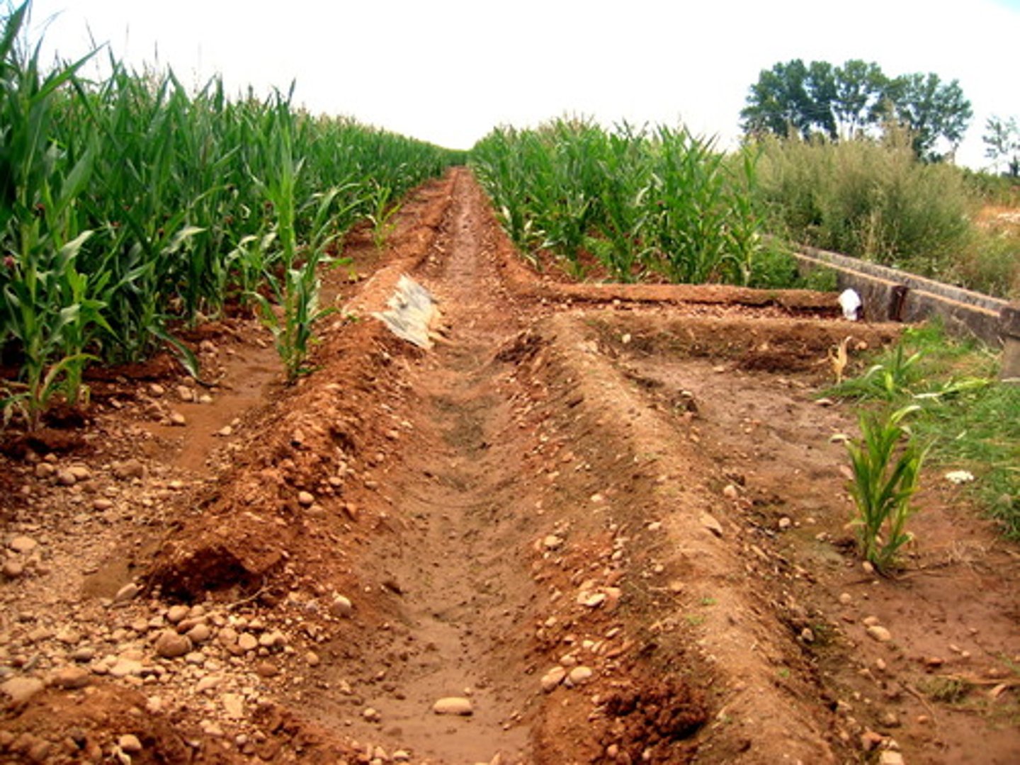<p>a system that supplies dry land with water through ditches, pipes, or streams</p>
