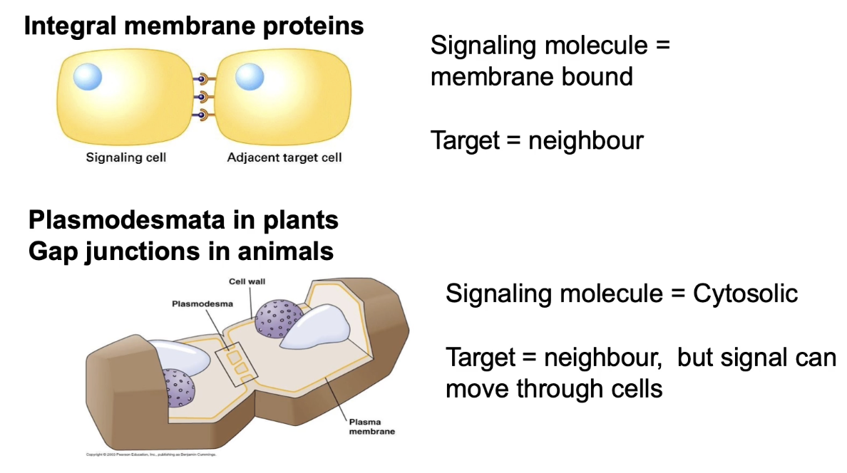 <ul><li><p><strong>Proximal signaling:</strong> signal and receptor are <strong>transmembrane proteins</strong> on adjacent cells</p></li><li><p>Requires <strong>direct cell-cell contact</strong> via <strong>cell integral membrane proteins</strong></p></li><li><p><strong>Plants:</strong> use <strong>plasmodesmata</strong> — channels connecting cytoplasm across cell walls, allowing fast cytosolic messenger movement</p><ul><li><p>Forms vascular system to transfer signals from root → leaves</p></li></ul></li><li><p><strong>Animals:</strong> use <strong>gap junctions</strong> — cytoplasmic channels for diffusion of small molecules/secondary messengers</p></li><li><p>Allows coordination of responses by <strong>sharing internal signals between neighboring cells</strong></p></li></ul><p></p>