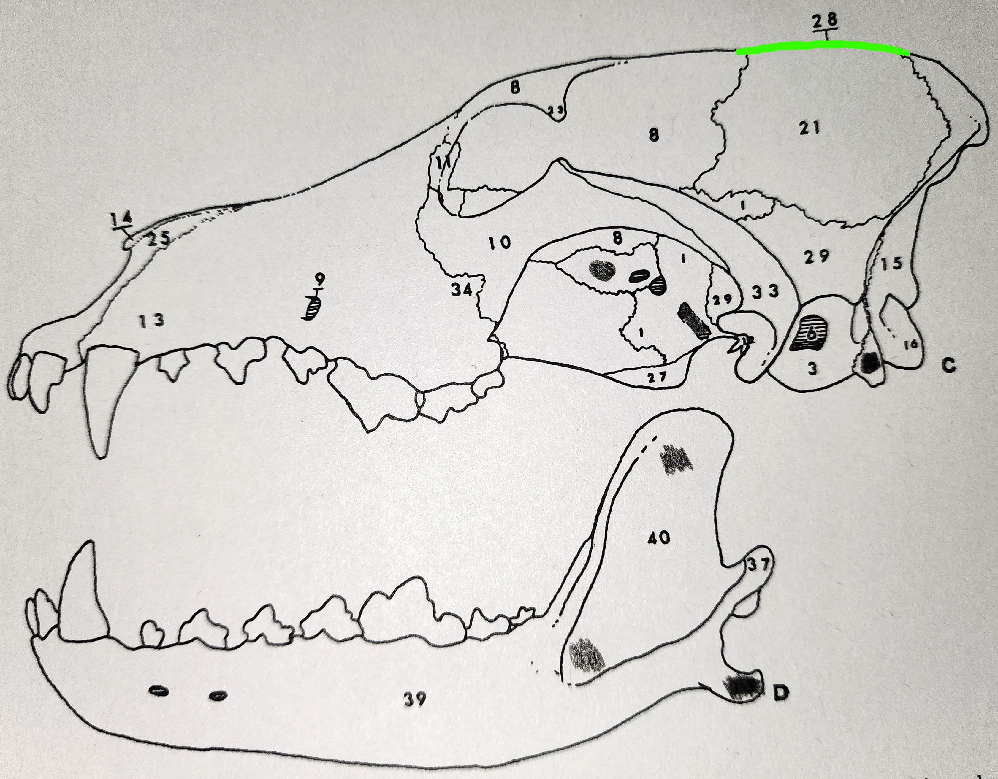 knowt flashcard image