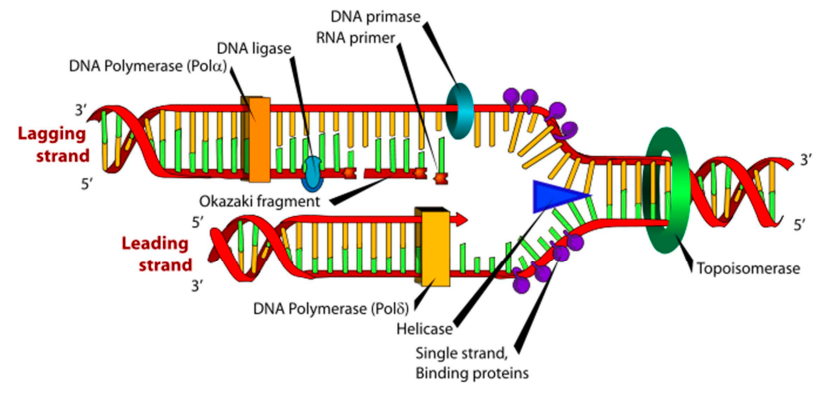 <p>the <span>DNA strand synthesized discontinuously in short fragments called Okazaki fragments during DNA replication.</span></p>