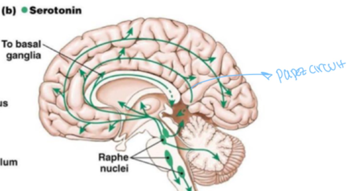 <p>majority of brain and spinal cord</p>