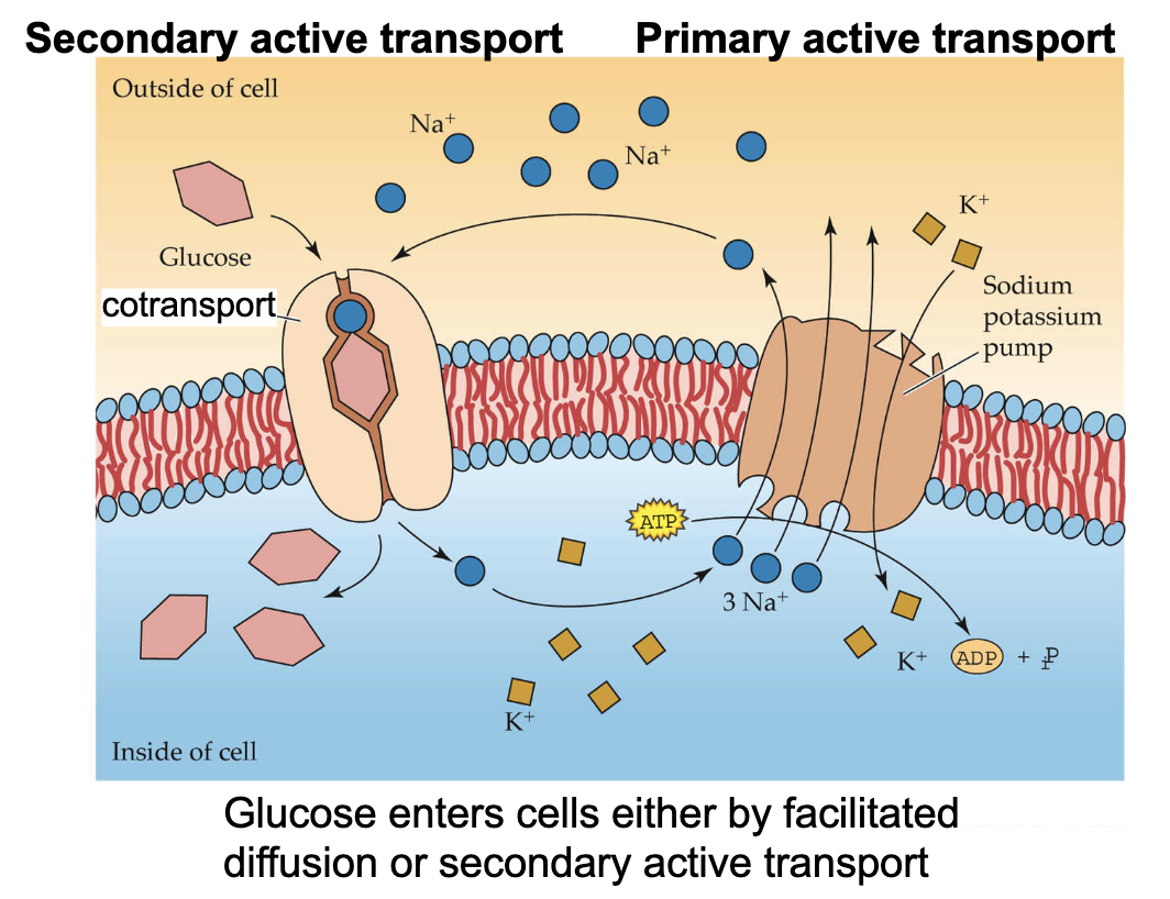 <p>Primary - directly relies on ATP hydrolysis to move against concentration gradient</p><p>Secondary - uses energy from concentration gradient set up by primary active transport</p>
