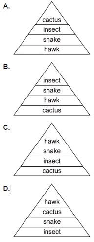 <p><span>Which energy pyramid accurately represents the amount of energy in a desert food chain including cactus, hawk, insect, and snake?</span></p><p></p><p><span>A</span></p><p><span>B</span></p><p><span>C</span></p><p>&nbsp;<span>D</span></p>