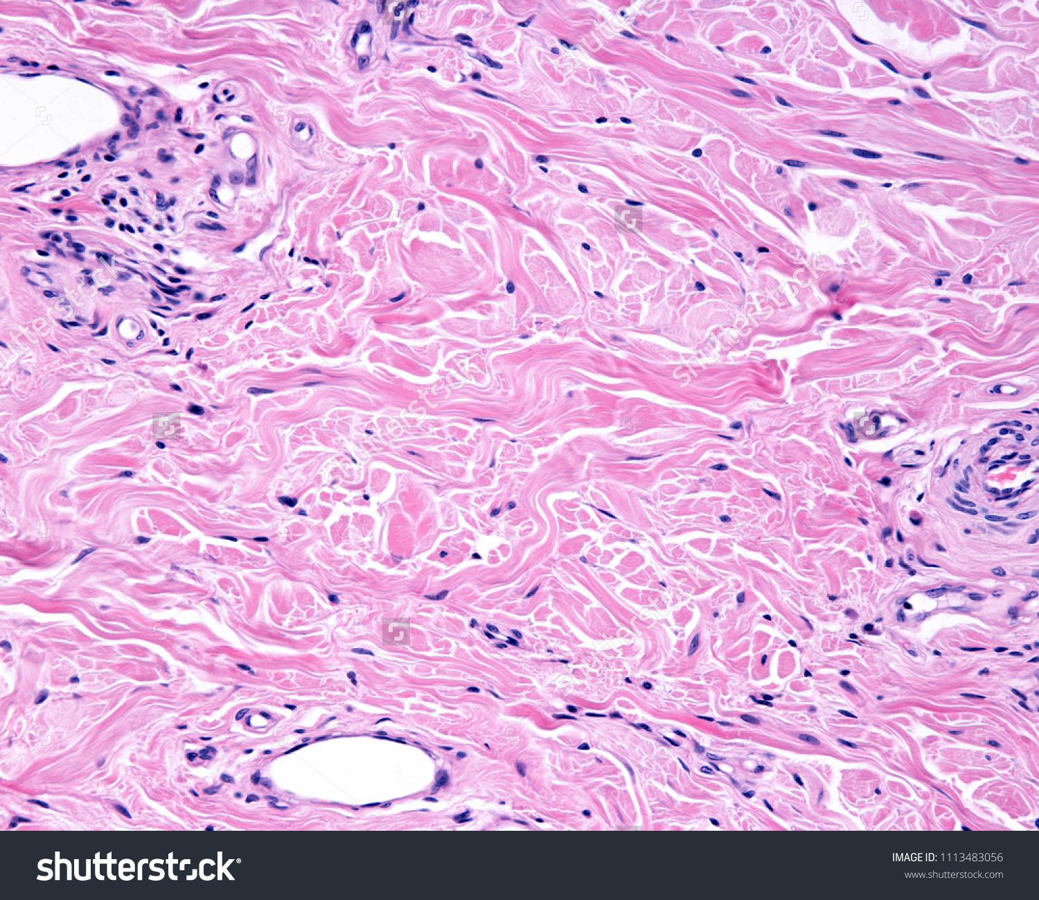 <p>What tissue is this?<br>Where is it located?</p>