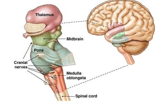 <p>Medulla oblongata </p>