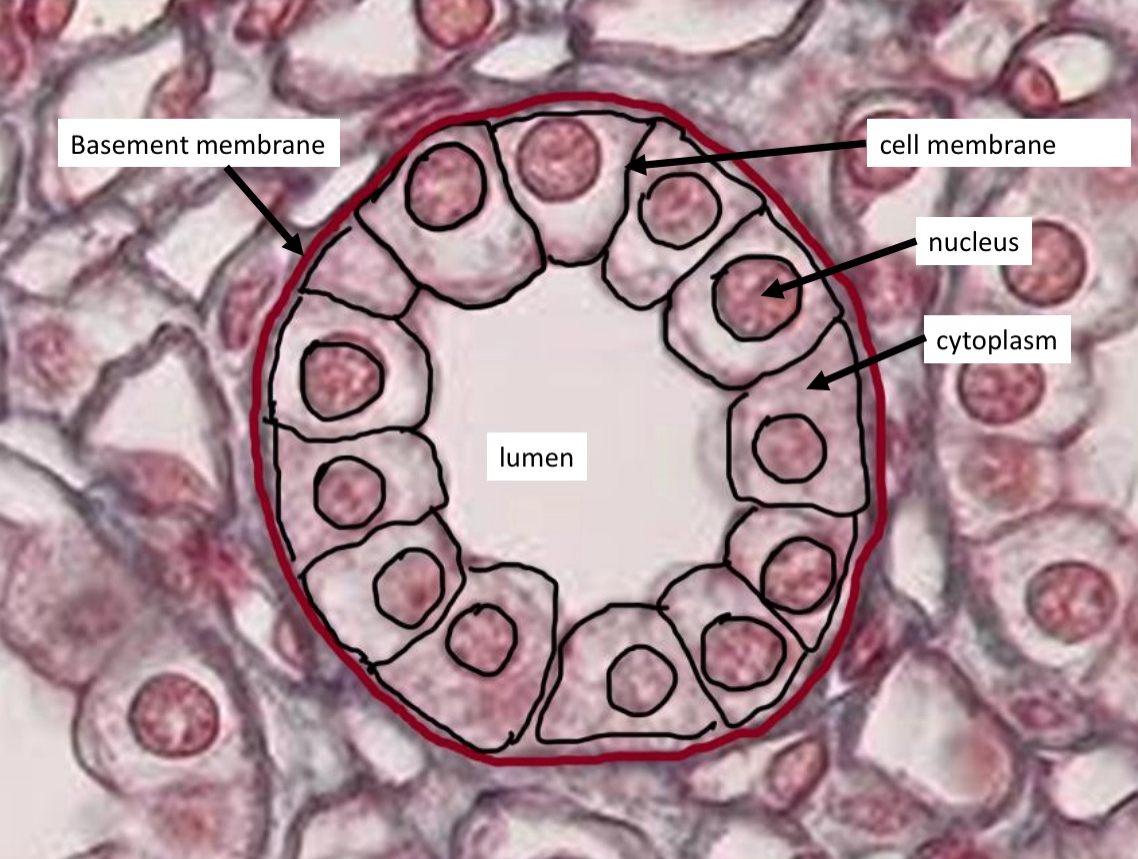 <ul><li><p>Kidneys</p></li></ul><p></p>