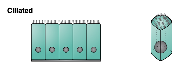 <p>Ciliated epithelium functions to _____</p><p>Found in _____</p>