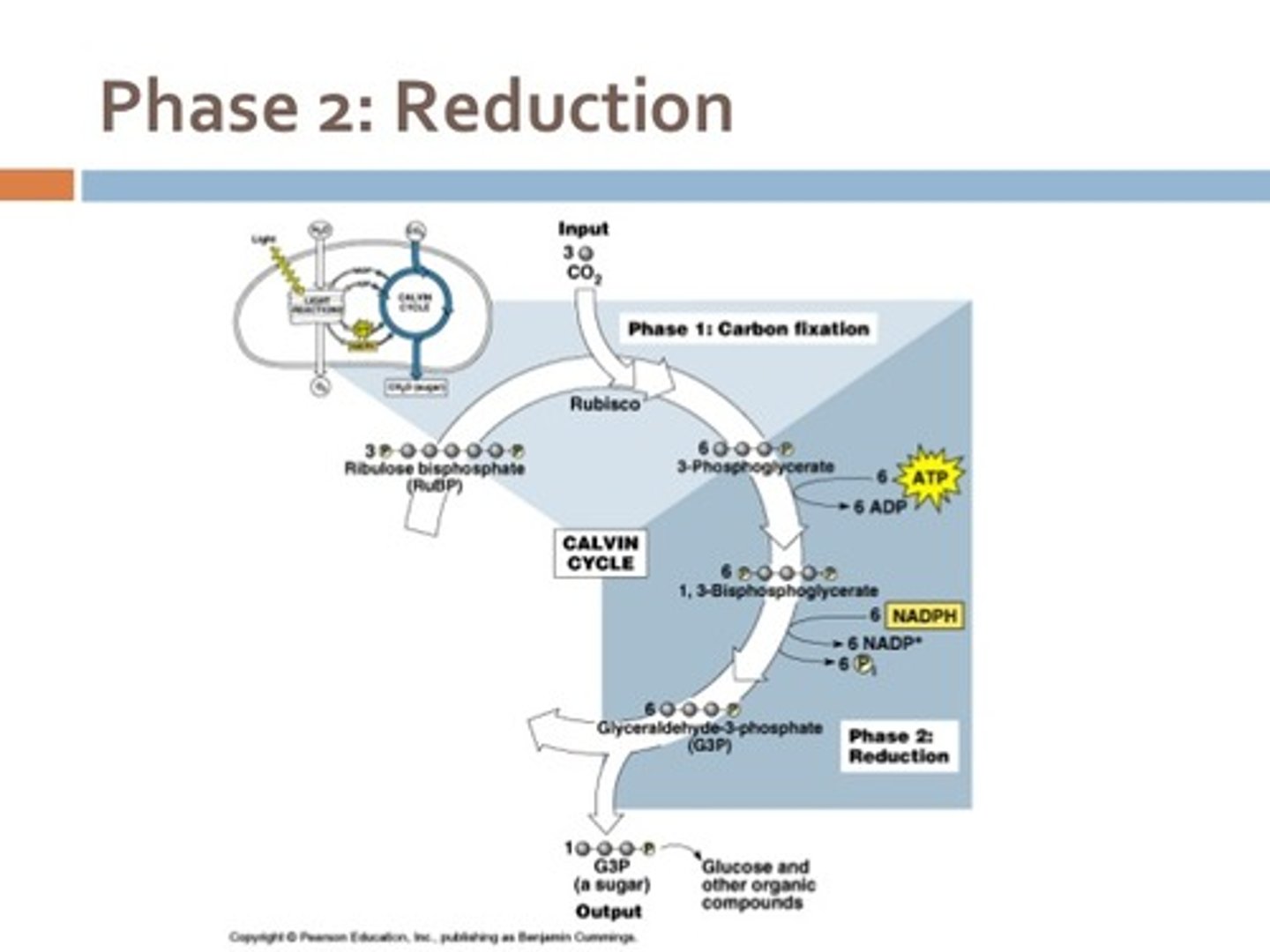 <p>ATP and NADPH are used to convert the six molecules of 3-PGA into six molecules of a chemical called glyceraldehyde 3-phosphate (G3P). That is a reduction reaction because it involves the gain of electrons by 3-PGA. (Recall that a reduction is the gain of an electron by an atom or molecule.) Six molecules of both ATP and NADPH are used. For ATP, energy is released with the loss of the terminal phosphate atom, converting it into ADP; for NADPH, both energy and a hydrogen atom are lost, converting it into NADP+. Both of these molecules return to the nearby light-dependent reactions to be reused and re-energized.</p>