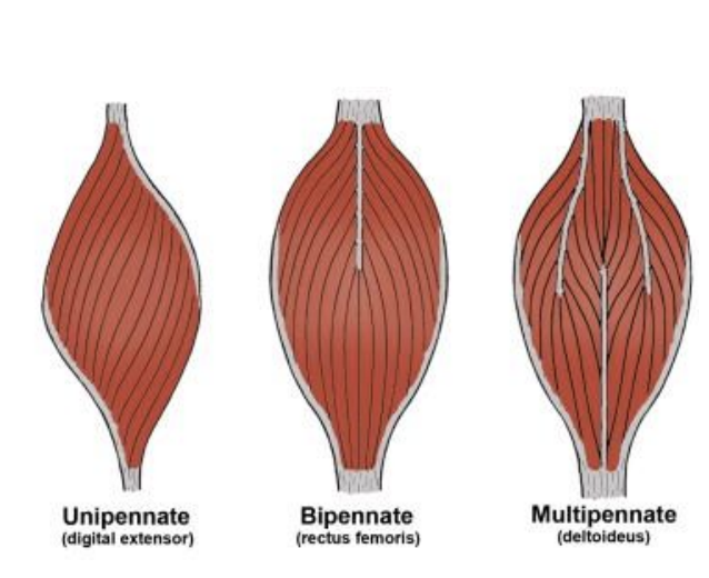 <p><strong>3 types of Pennate Muscle</strong></p>