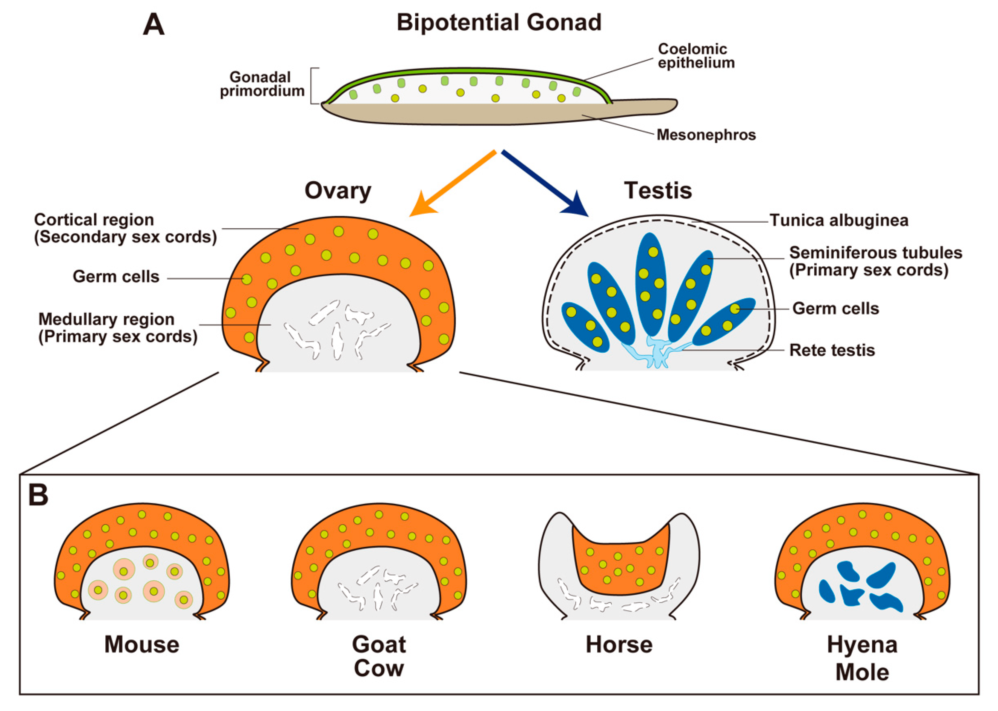 <p>Embryos begin/start with <u>what type</u> of gonads?</p>
