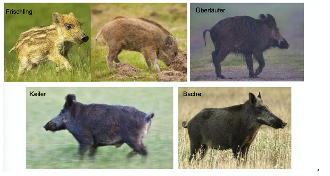 <p><span><em><span>Überläufer= 1–2-jährig</span></em></span></p><p class="MsoNormal"><span><em><span>Keiler = Eckzähne sichtbar, Pinsel, gewölbte Rückenlinie, Bache viel gestreckter</span></em></span></p><p class="MsoNormal"><span><strong><span>Biologie</span></strong></span></p><p class="MsoNormal"><span><span>Allesfresser</span></span></p><p class="MsoListParagraphCxSpFirst"><span><span>-</span></span><span style="font-family: "Times New Roman"; line-height: normal; font-size: 7pt;"><span>&nbsp;&nbsp;&nbsp;&nbsp;&nbsp;&nbsp; </span></span><span><span>Paarungszeit: ganzjährige Fortpflanzung (hauptsächlich November – Januar) – steigen i.d.R. ab 30kg in die Fortpflanzung ein</span></span></p><p class="MsoListParagraphCxSpMiddle"><span><span>-</span></span><span style="font-family: "Times New Roman"; line-height: normal; font-size: 7pt;"><span>&nbsp;&nbsp;&nbsp;&nbsp;&nbsp;&nbsp; </span></span><span><span>4-6 Frischlinge werden 2-4 Monate gesäugt</span></span></p><p class="MsoListParagraphCxSpLast"><span><span>-</span></span><span style="font-family: "Times New Roman"; line-height: normal; font-size: 7pt;"><span>&nbsp;&nbsp;&nbsp;&nbsp;&nbsp;&nbsp; </span></span><span><span>Zuwachsrate 100-150%</span></span></p><p class="MsoNormal"><span><strong><span>Sozialstruktur</span></strong></span></p><p class="MsoListParagraphCxSpFirst"><span><span>-</span></span><span style="font-family: "Times New Roman"; line-height: normal; font-size: 7pt;"><span>&nbsp;&nbsp;&nbsp;&nbsp;&nbsp;&nbsp; </span></span><span><span>Standorttreu, verteidigen kein Territorium</span></span></p><p class="MsoListParagraphCxSpMiddle"><span><span>-</span></span><span style="font-family: "Times New Roman"; line-height: normal; font-size: 7pt;"><span>&nbsp;&nbsp;&nbsp;&nbsp;&nbsp;&nbsp; </span></span><span><span>Dämmerungs- und nachtaktiv</span></span></p><p class="MsoListParagraphCxSpLast"><span><span>-</span></span><span style="font-family: "Times New Roman"; line-height: normal; font-size: 7pt;"><span>&nbsp;&nbsp;&nbsp;&nbsp;&nbsp;&nbsp; </span></span><span><span>Männliche Tiere werden mit Geschlechtsreife aus Rotte vertrieben (werden Einzelgänger)</span></span></p>