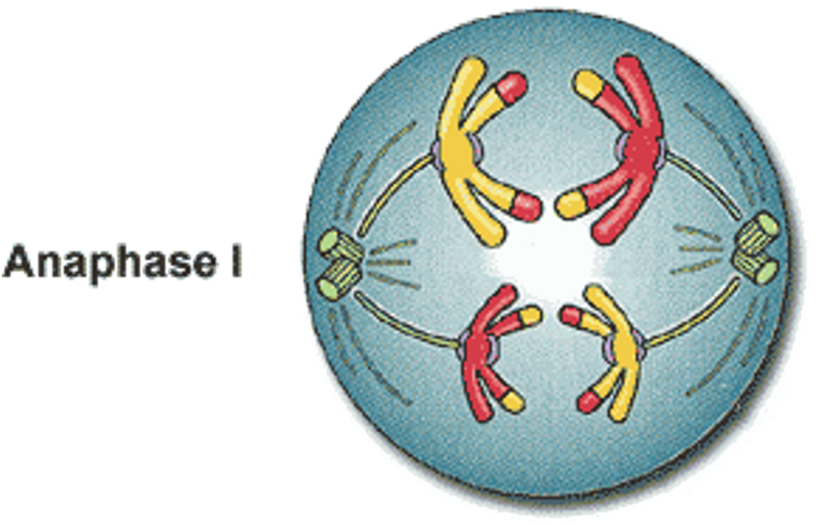 <p><span>•Spindle fibres contract towards the centrioles.</span></p><p><span>•Homologous chromosomes separate and move to opposite poles of the cell.</span></p>