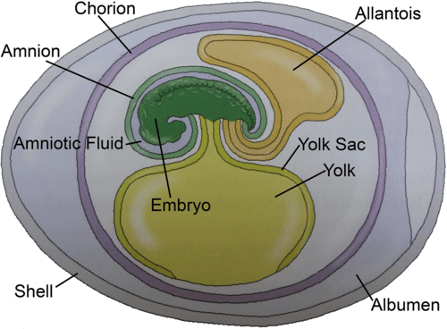 <p>have an amniotic egg containing specialized membranes that protect the embryo; mammals, birds &amp; reptiles</p>