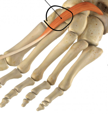<p>identify + state origin, insertion, action, innervation of marked structure</p>