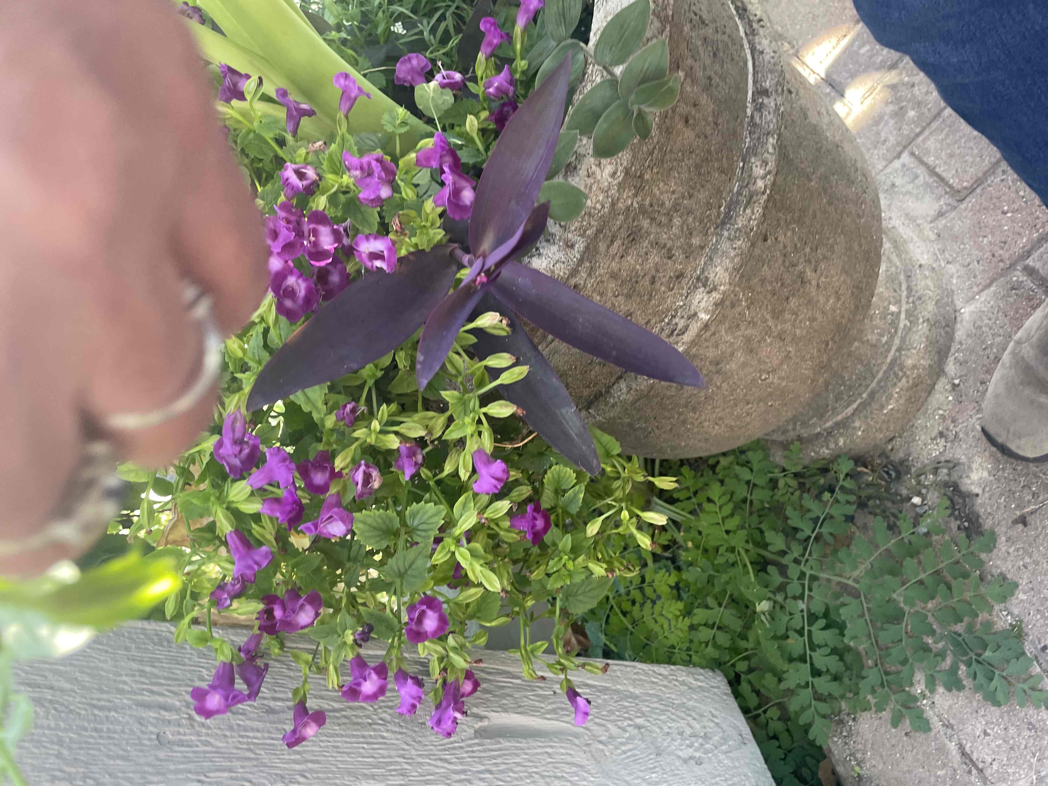 <p>Torenia fournieri</p>