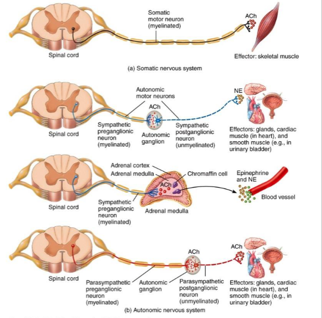 <ul><li><p>somatic efferent fibers innervate skeletal muscles.</p></li><li><p>one neuron pathway- cell body of a neuron that stimulates a skeletal muscle is found in the CNS</p></li><li><p>two neuron pathway- In ANS, neuron with a cell body in CNS exits CNS and goes to ganglion where it forms a synapse with a second neuron</p><ul><li><p>preganglionic neuron/first order neuron/central neuron- neuron that exits CNS</p><ul><li><p>myelinated</p></li></ul></li><li><p>postganglionic neuron/second order neuron- neuron that foes from the ganglion to the autonomic effector</p><ul><li><p>unmyelinated</p></li></ul></li></ul></li></ul><p></p>