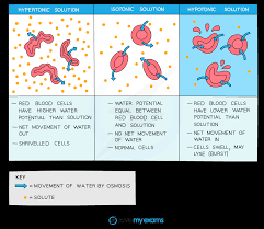 <p>What happens when an animal cell is placed in hypotonic solution?</p>