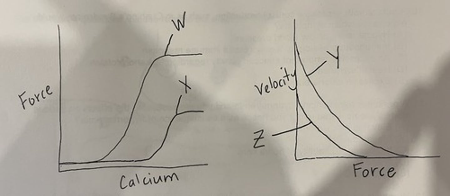 <p>Z is a type 1 motor unit and Y is a type 2 motor unit AND Y is a type 1 or 2 motor unit in control conditions and Z is a type 1 or 2 motor unit in fatigue conditions</p>