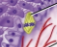 <p>Stem cells </p>