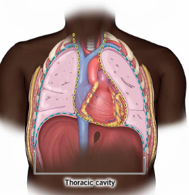 <p>The superior part of the ventral body cavity, containing the lungs (pleural cavities), heart (pericardial cavity), thymus, and great vessels (mediastinum).</p>