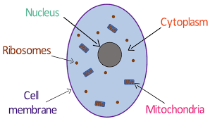 <p>Contains genetic material - DNA</p>