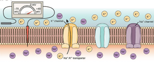 <p>K+ moving out of the cells or Cl- moving inside the cell </p>