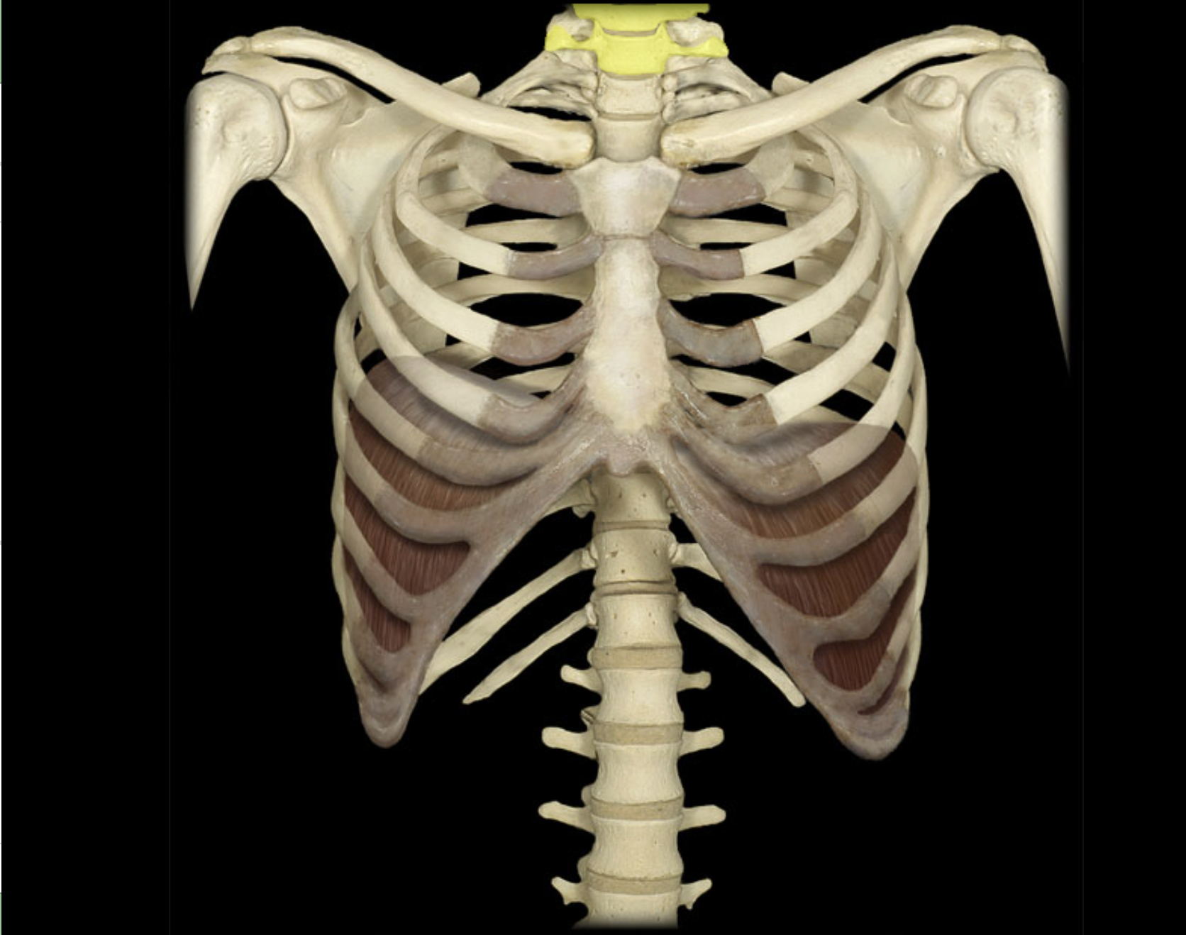 <p>Cervical vertebra</p>