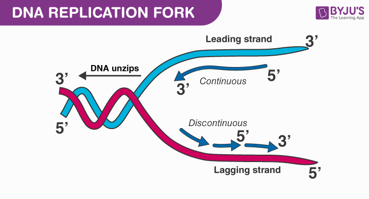 <p>Lagging Strand</p>