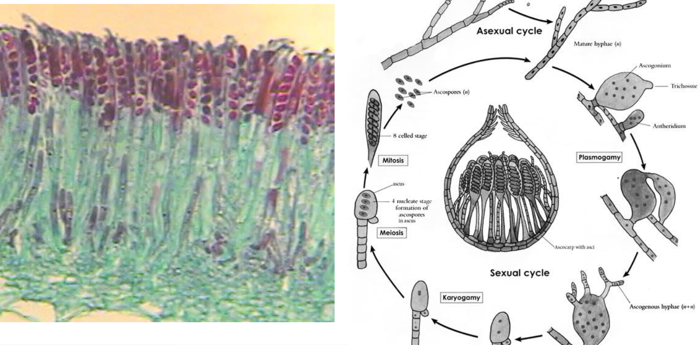 <p>what type of sexual spore is this</p>