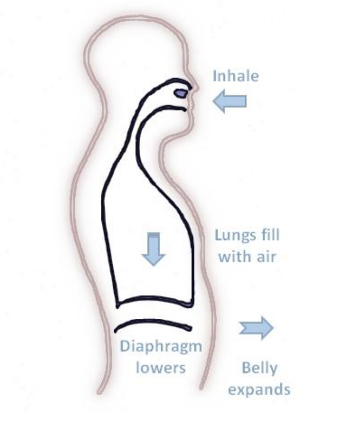 <p>Air moving into the lungs</p>