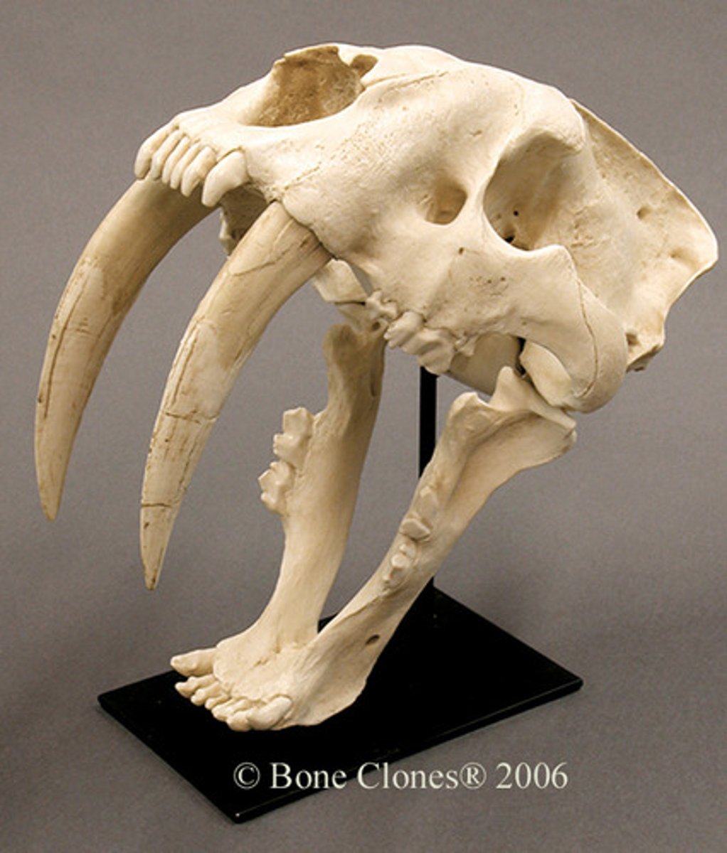<p>saber tooth fossil</p>