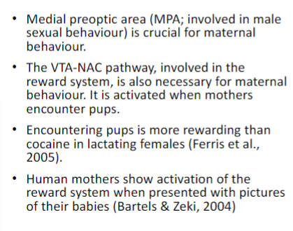 <ul><li><p>birth assistance by pulling the pups gently</p></li><li><p>nursing</p></li><li><p>periodically licks pups’ anogenital region to stimulate urination and defecation</p></li><li><p>pups retrieval if they leave or are removed from the nest</p></li><li><p>behaviour influenced by prenatal hormones but passage of pups through the birth canal also helps</p></li><li><p>hormones can influence behaviour but does not control it</p></li></ul>