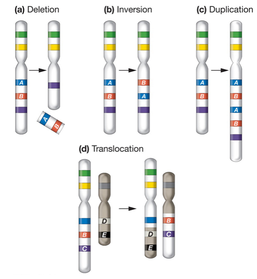 <p>Chromosome level mutation</p>