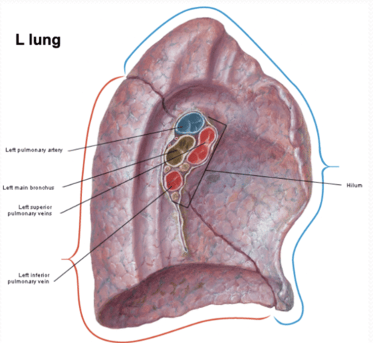 <p>Left Lung</p>
