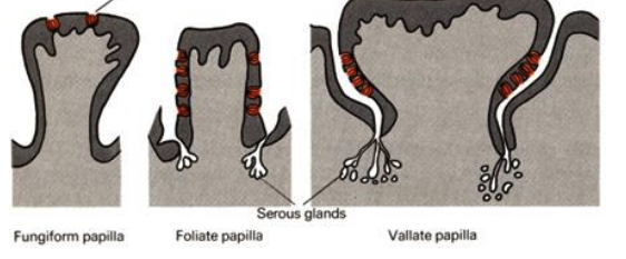 <p>Fungiform papilla, foliate papilla, and vallate papilla all have _____</p>