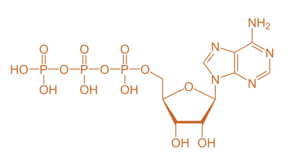 <p>Abbrev: ATP</p><p class="has-focus">Group Transfer: phosphoryl groups</p><p class="has-focus">Vitamin: n/a</p>