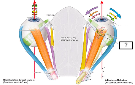 <ul><li><p>extraocular musle</p></li><li><p>actions: intorsion (depression (1°), abduction (2°))</p></li></ul>