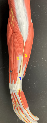 <p>What is the muscle indicated by the yellow 2?</p>