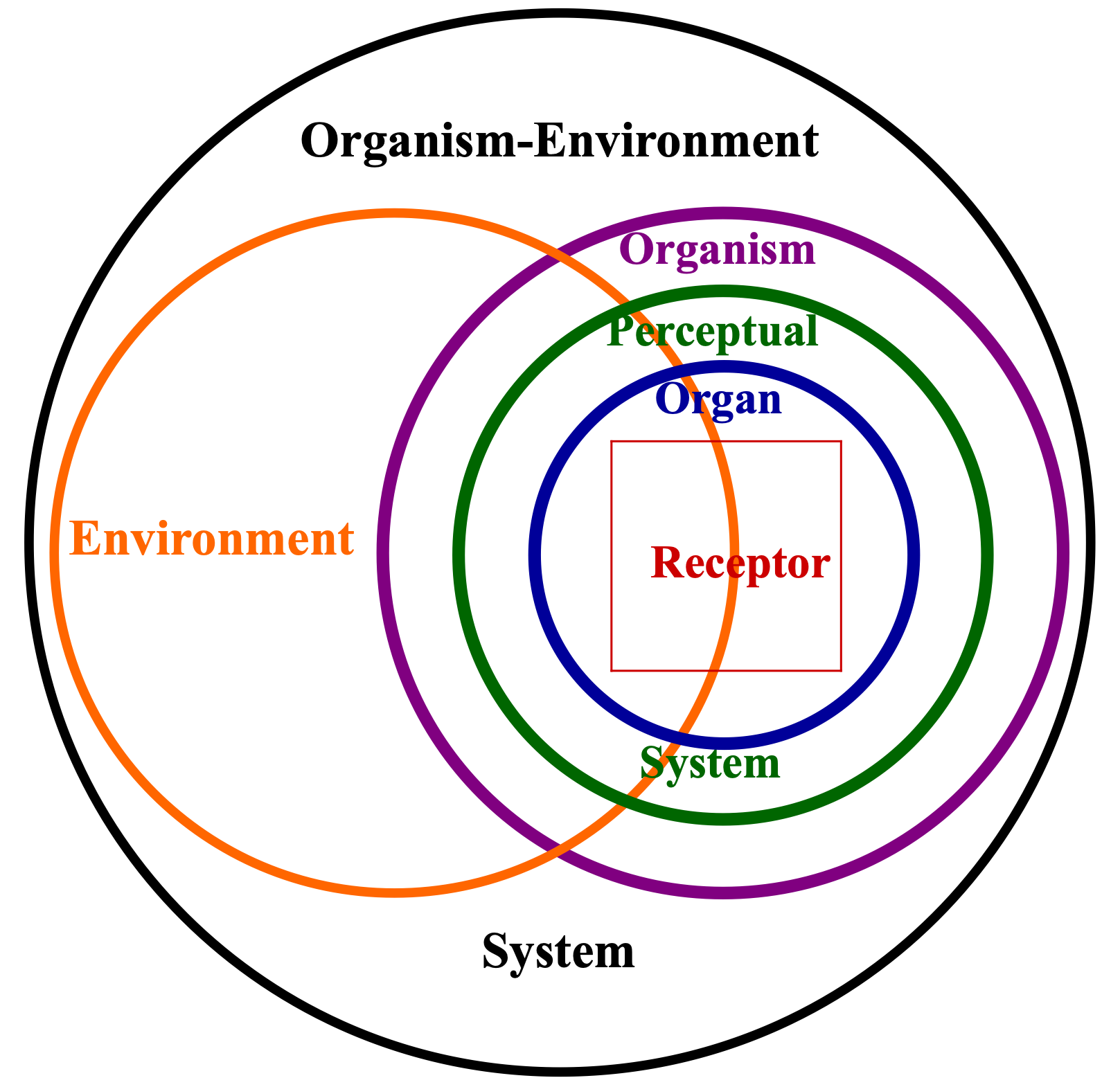 <p><span>organism and environment are inseparable and form only one unitary system → mental activity is activity of the whole system</span></p><p>includes → receptors, sense organs, brain, and much more (such as structured environment)</p>
