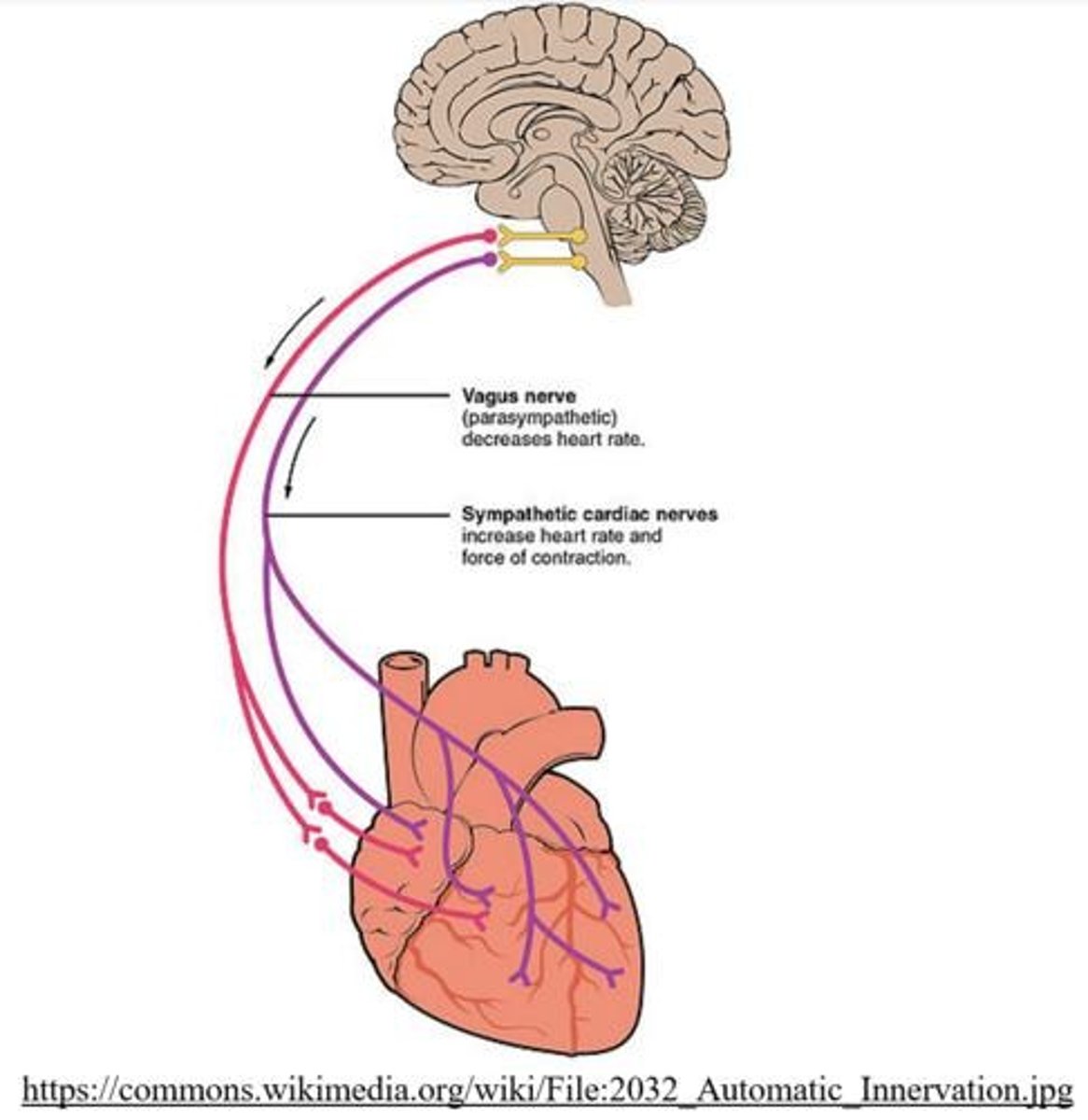 <p>Causes the heart's beating pace to increase.</p>