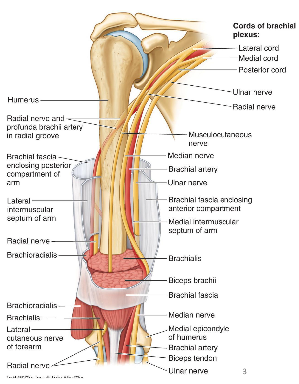 <p>Anterior compartment (flexors); primarily innervated by musculocutaneous nerve</p><p>- biceps brachii</p><p>- brachialis</p><p>- coracobrachialis</p><p>Posterior compartment (extensors); innervated by radial nerve</p><p>- triceps brachii</p><p>- anconeus</p>