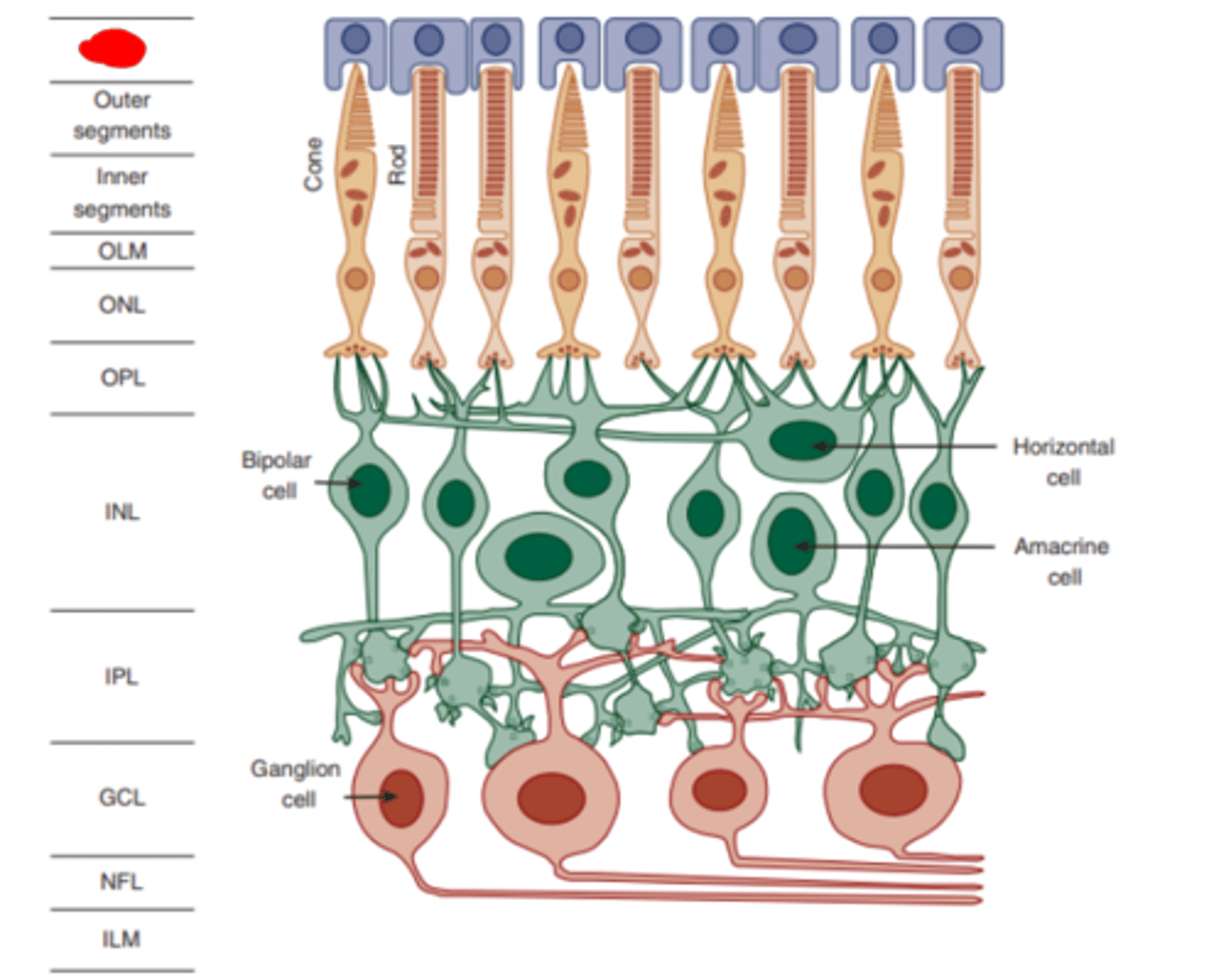<p>the outermost layer of the retina (most proximal to the choroid) which is not responsive to radiant energy, but provides crucial metabolic support including the phagocytosis of the photoreceptor outer segments. This structure also functions to reduce light scatter.</p>