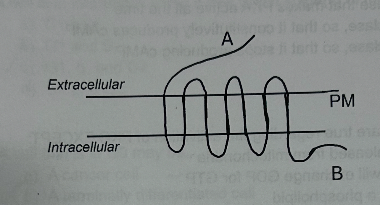 <p>A mutation in “A” could</p><ul><li><p>prevent ligand from binding </p></li><li><p>Decrease activation of downstream second messengers</p></li><li><p>Increase phosphorylation at the C-terminus</p></li><li><p>A and B</p></li></ul>