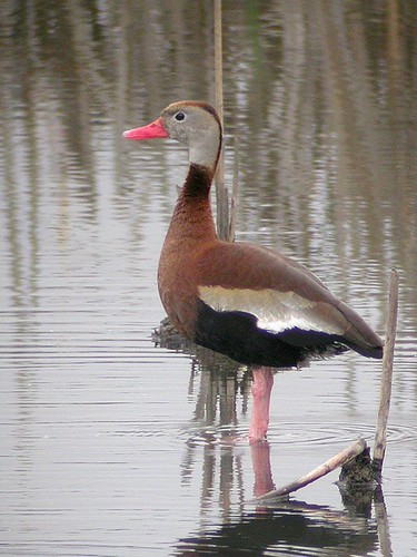 <p>Order: Anseriformes Family: Anatidae</p>