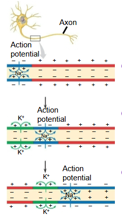 <p><span>…regenerating itself along the axon.</span></p>