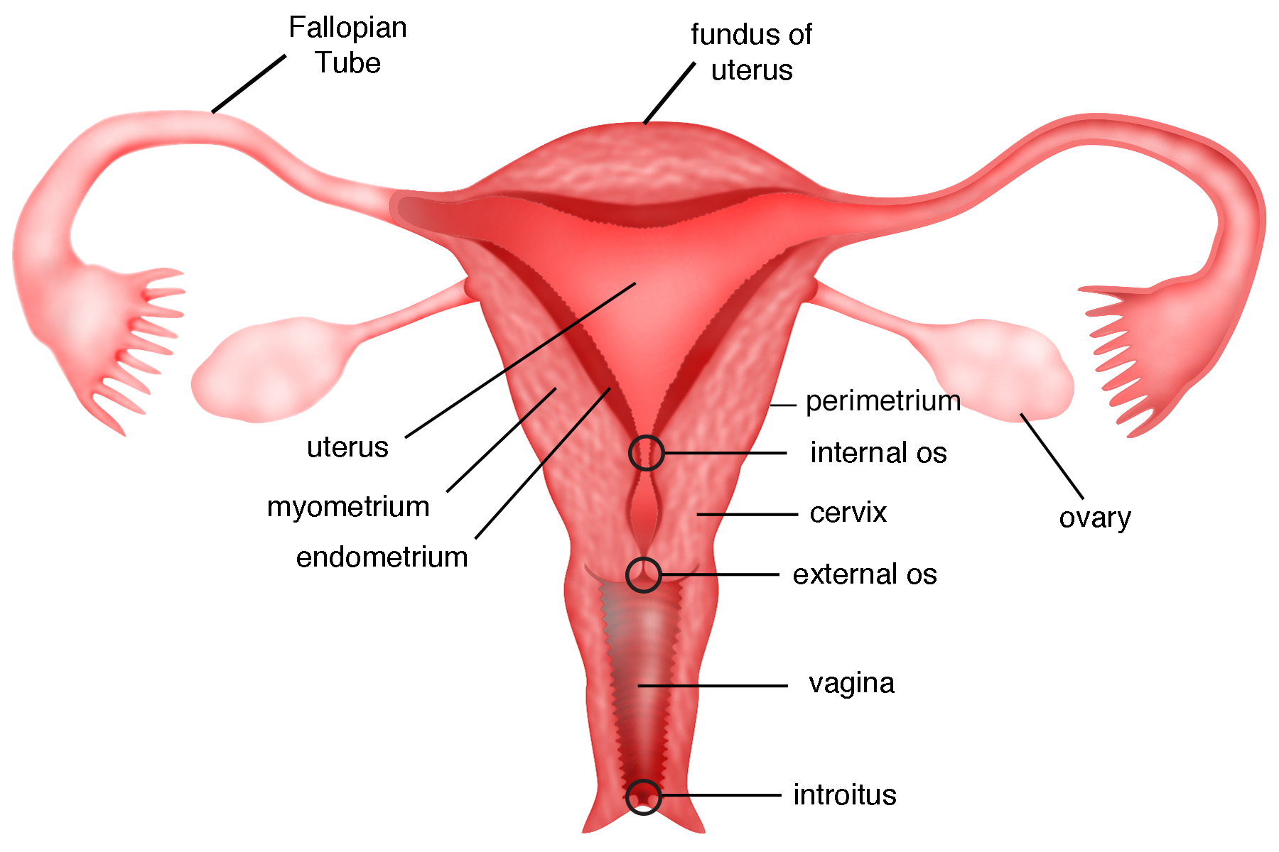 <p>outer serous layer of the uterus— thin, protective membrane that reduces friction between the uterus and surrounding organs; main functions are to protect, provide structural integrity and anchoring to other pelvic structures</p>