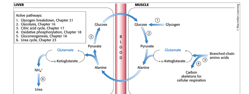 <p>allows muscle cells to use AA as fuel</p><ul><li><p>during prolonger exercise and fasting, muscles use <strong>branched-chain AA</strong> as fuel</p></li><li><p><u>nitrogen</u> <strong>removed</strong> is transferred (through glutamate) to <u>alanine</u> which is released into the blood stream</p></li><li><p>in the liver, <u>alanine</u> is taken up and <strong>converted</strong> into <u>pyruvate</u> for the subsequent synthesis of glucose</p></li></ul><p></p>