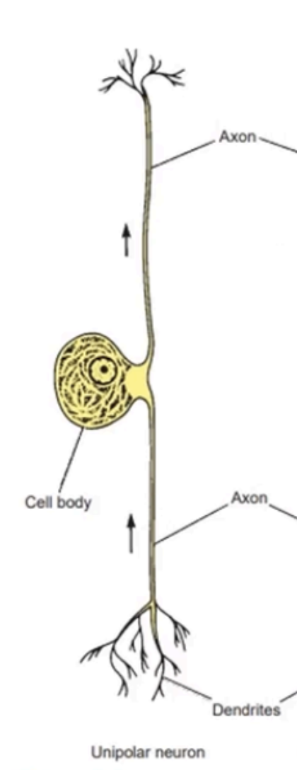 <p>UNIPOLAR NEURONS</p>