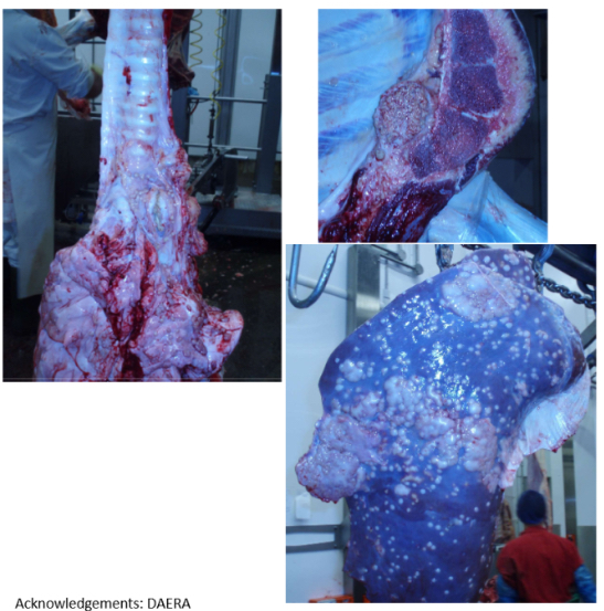 <ol><li><p><strong>Describe the common lesions across these specimens</strong></p><ol><li><p>Granuloma, pale, multi focal, soft consistency</p></li></ol></li><li><p><strong>Potential diagnosis</strong>- tuberculosis</p><ol><li><p>Notifiable</p></li></ol></li><li><p><strong>Judgement + ABP category- </strong>total if both sides of diaphragm</p><ol><li><p>Sometimes partial if possible</p></li></ol></li></ol><p></p><p></p><p>Extra notes:</p><p>TB examination</p><ol><li><p>inspect vertebrae, ribs, sternum, spinal cord</p></li><li><p>if concerned then:</p><ol><li><p>detain and seize carcass</p></li><li><p>notify APHA</p></li><li><p>take sample (retropharyngeal and broncomediastinal lymph nodes)</p></li><li><p>examine all lymph nodes in detail</p></li><li><p>if lesions both sides of diapgragm, seize and condemn</p></li></ol></li></ol><p></p>